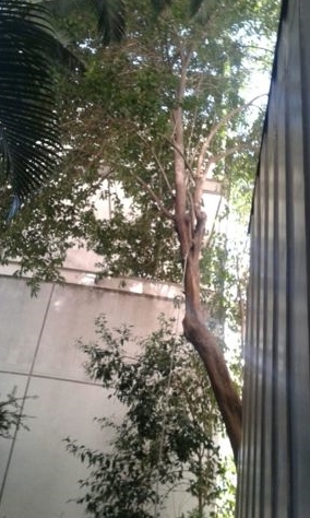 Poda de afastamento predial